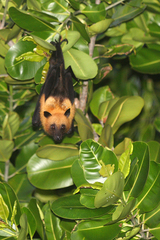 Pteropus seychellensis seychellensis