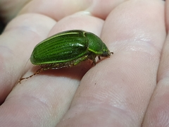 Stethaspis suturalis
