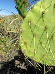 Opuntia engelmannii flavispina