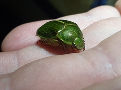 Stethaspis suturalis