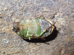 Stethaspis suturalis