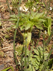 Angelica ursina