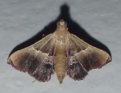 Endotricha repandalis