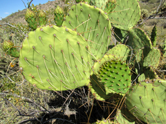 Opuntia engelmannii flavispina