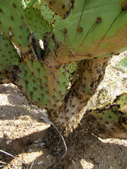 Opuntia engelmannii flavispina