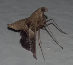 Endotricha repandalis