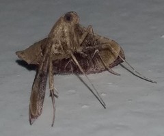 Endotricha repandalis