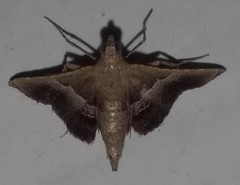 Endotricha repandalis