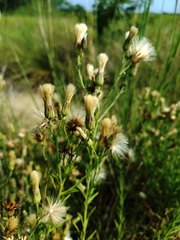 Brickellia eupatorioides corymbulosa