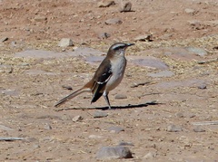 Mimus dorsalis