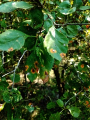 Crataegus viridis glabriuscula