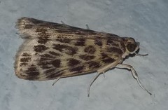 Erpis macularis
