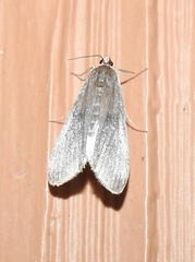 Parapoynx maculalis