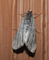 Parapoynx maculalis