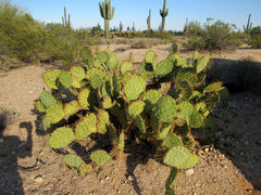 Opuntia engelmannii flavispina