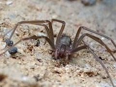 Loxosceles rufescens
