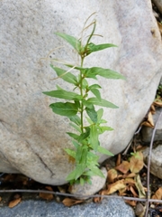 Epilobium glaberrimum