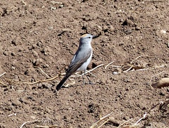 Muscisaxicola rufivertex