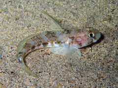 Gobius roulei