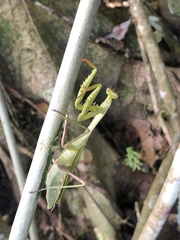 Stagmomantis theophila