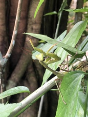 Stagmomantis theophila