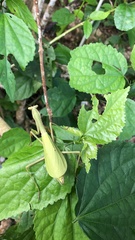 Stagmomantis theophila