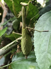 Stagmomantis theophila