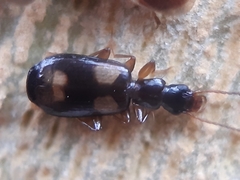 Calodromius spilotus