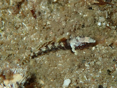 Chromogobius zebratus