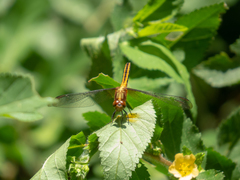 Erythrodiplax avittata