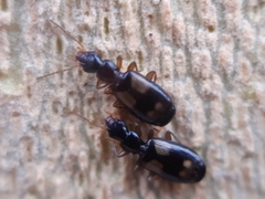 Calodromius spilotus