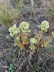 Hylotelephium maximum ruprechtii