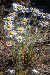 Erigeron corymbosus