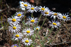Erigeron corymbosus