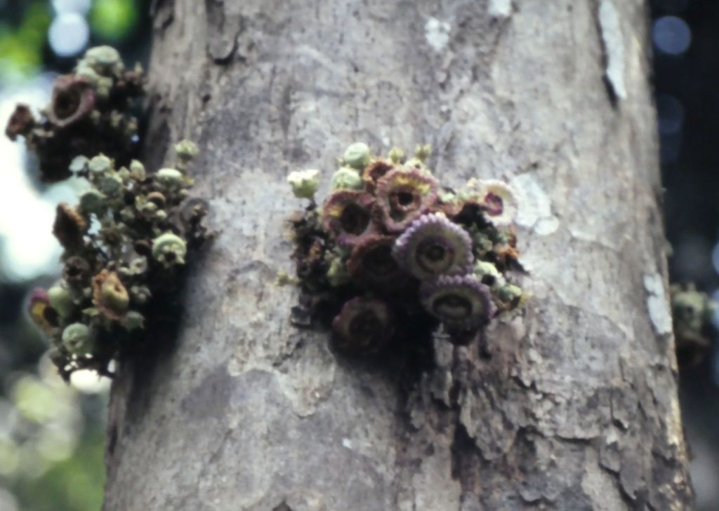 Napoleonaea egertonii