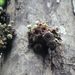 Napoleonaea egertonii - Photo (c) Carel Jongkind, μερικά δικαιώματα διατηρούνται (CC BY-NC), uploaded by Carel Jongkind