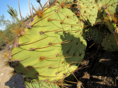 Opuntia engelmannii flavispina
