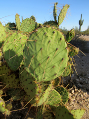 Opuntia engelmannii flavispina