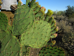 Opuntia engelmannii flavispina