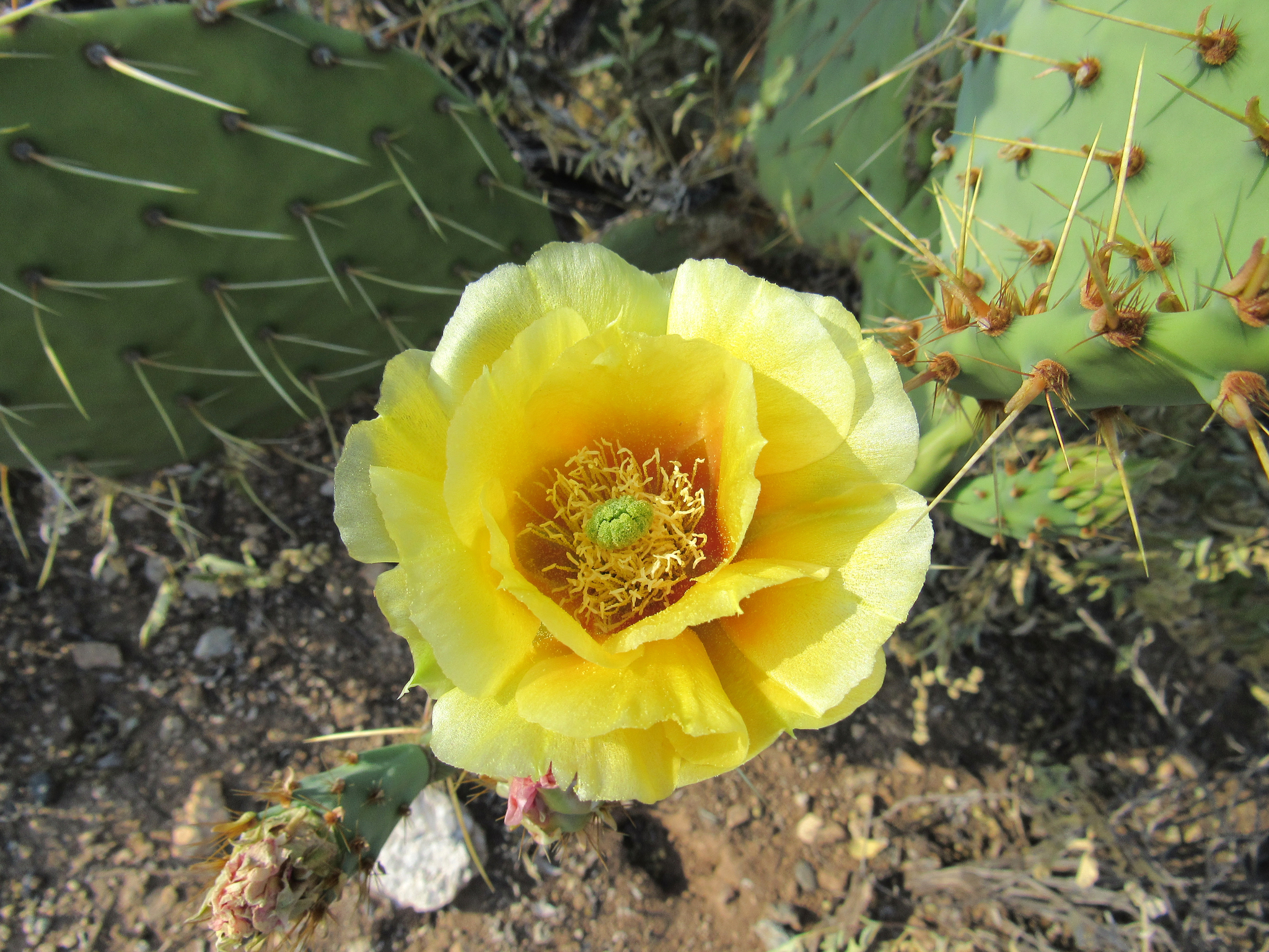Opuntia engelmannii var. flavispina