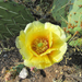 Opuntia engelmannii flavispina - Photo (c) rpmundo, some rights reserved (CC BY-NC), uploaded by rpmundo