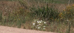 Ammi majus