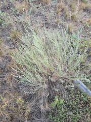 Artemisia marschalliana