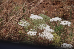 Ammi majus