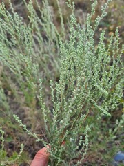 Artemisia marschalliana