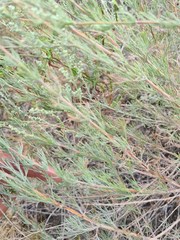 Artemisia marschalliana