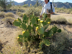 Opuntia engelmannii flavispina