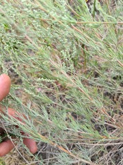 Artemisia marschalliana
