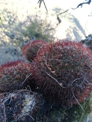 Mammillaria rhodantha fera-rubra