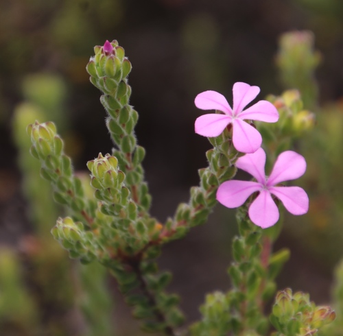 Image of Acmadenia mundiana by (c) Tony Rebelo, some rights reserved (CC BY-SA)